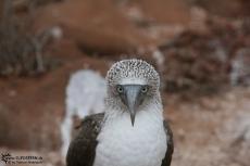 Blue Footed Boobies - Galapagos 2010 -IMG 7665